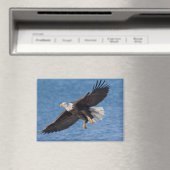 Aimant Bald eagle in flight (In Situ (Lave-vaisselle))