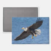 Aimant Bald eagle in flight (Recto/Verso)
