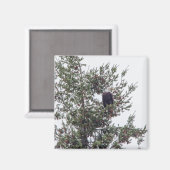 Aimant Bald Eagle P2825 (Recto/Verso)