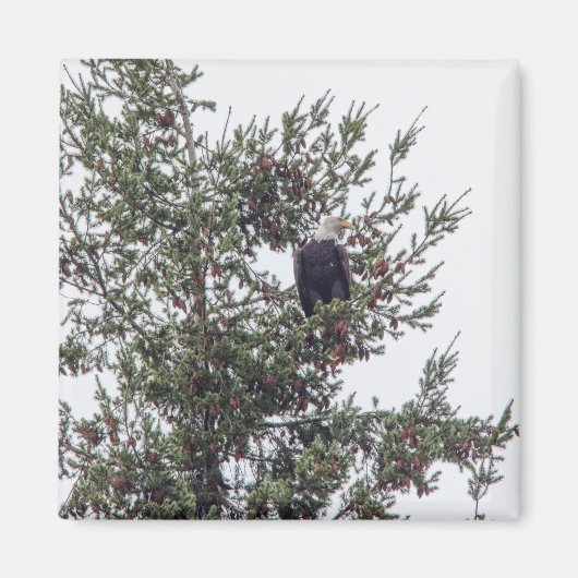 Aimant Bald Eagle P2825 (Devant)