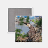 Aimant Bald Eagle quittant le nid (Recto/Verso)