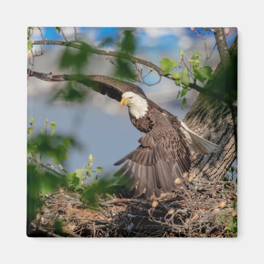 Aimant Bald Eagle quittant le nid (Devant)
