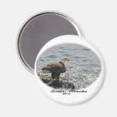 Aimant Bald Eagle sur la plage (Recto/Verso)