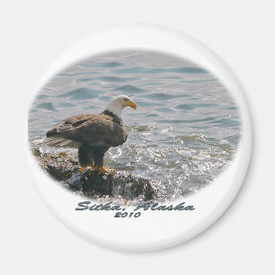 Aimant Bald Eagle sur la plage