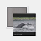 Aimant Baleine (Recto/Verso)