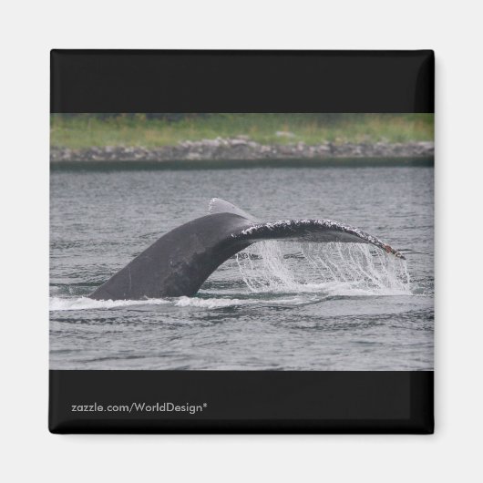 Aimant Baleine (Devant)