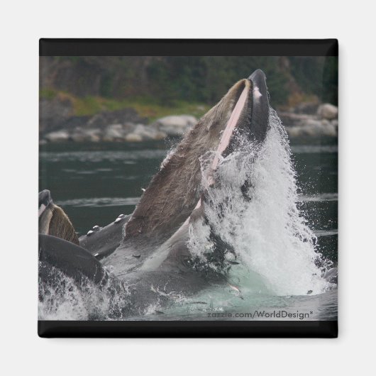 Aimant Baleine (Devant)