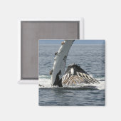 Aimant Baleine à bosse (Recto/Verso)