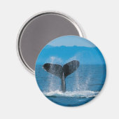 Aimant Baleine à bosse (Recto/Verso)