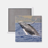 Aimant Baleine à bosse (Recto/Verso)