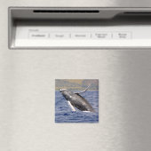 Aimant Baleine à bosse (In Situ (Lave-vaisselle))