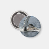 Aimant Baleine à bosse (Recto/Verso)