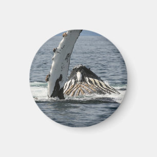 Aimant Baleine à bosse