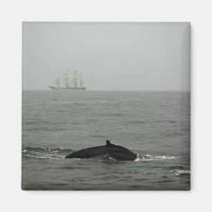 Aimant Baleine à bosse et gros navire