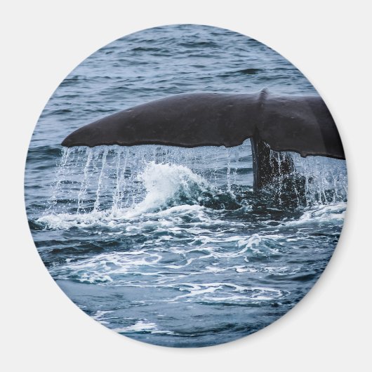 Aimant Baleine de Sperm (Devant)