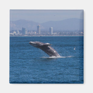 Aimant Baleine d'un temps