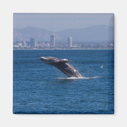 Aimant Baleine d'un temps (Devant)