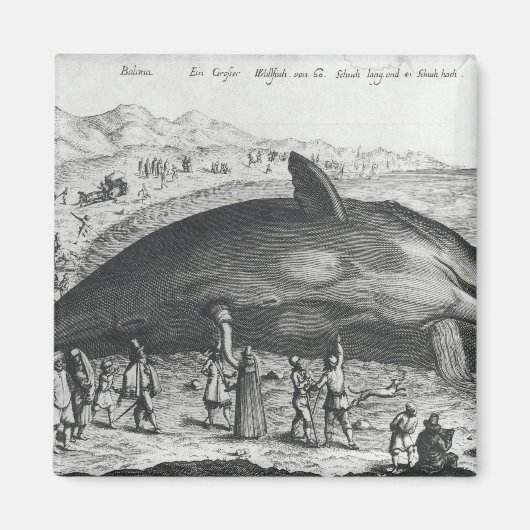 Aimant Baleine morte (Devant)