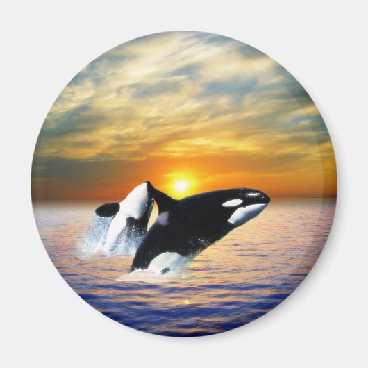 Aimant Baleines au coucher du soleil (Devant)