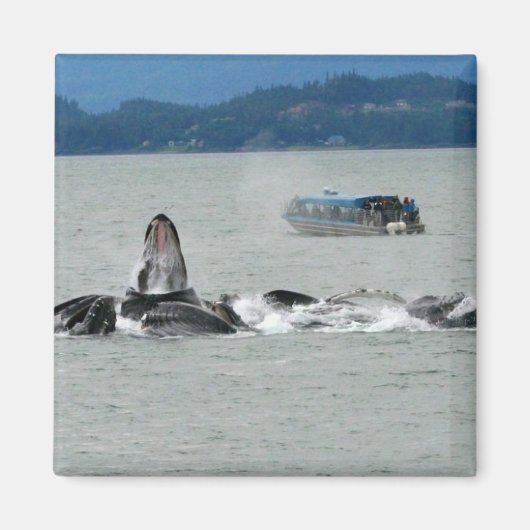 Aimant Baleines d'Alaska (Devant)