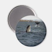 Aimant Baleines de San Juan (Recto/Verso)