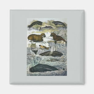 Aimant Baleines, phoques et morses, animaux marins vintag