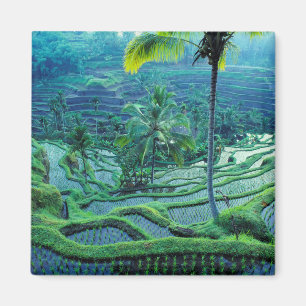 Aimant Bali   Vue d'ensemble des rizières