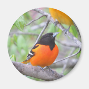 Aimant Baltimore Oriole