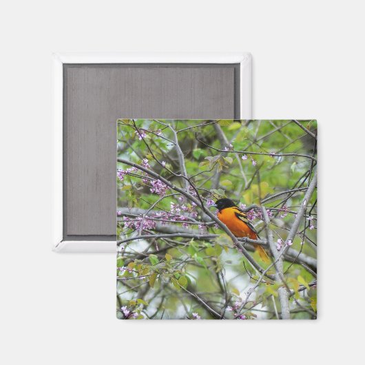 Aimant Baltimore Oriole (Recto/Verso)