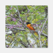 Aimant Baltimore Oriole (Devant)
