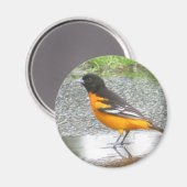 Aimant Baltimore Oriole (Recto/Verso)