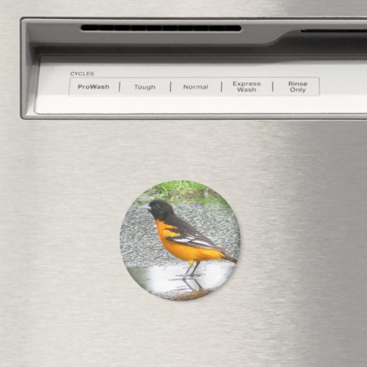 Aimant Baltimore Oriole (In Situ (Lave-vaisselle))