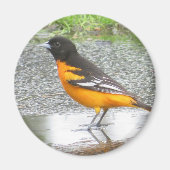 Aimant Baltimore Oriole (Devant)
