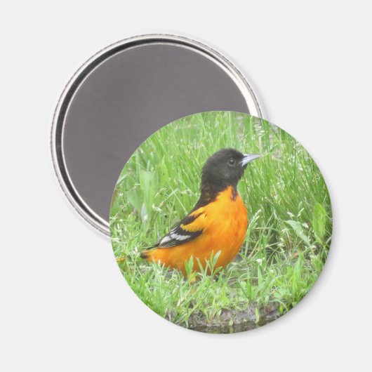 Aimant Baltimore Oriole (Recto/Verso)