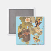 Aimant Baltimore Oriole Audubon Bird Family avec nid (Recto/Verso)