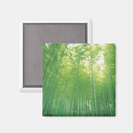 Aimant Bamboo Forest 2 (Recto/Verso)