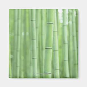 Aimant Bamboo Grove