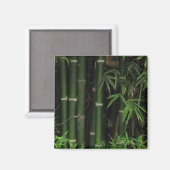 Aimant Bambou... Fao Rai, Nong Khai, Isaan, Thaïlande (Recto/Verso)