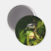 Aimant Bananaquit Bird Mange Photographie tropicale (Recto/Verso)