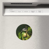 Aimant Bananaquit Bird Mange Photographie tropicale (In Situ (Lave-vaisselle))