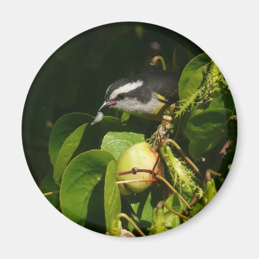 Aimant Bananaquit Bird Mange Photographie tropicale (Devant)