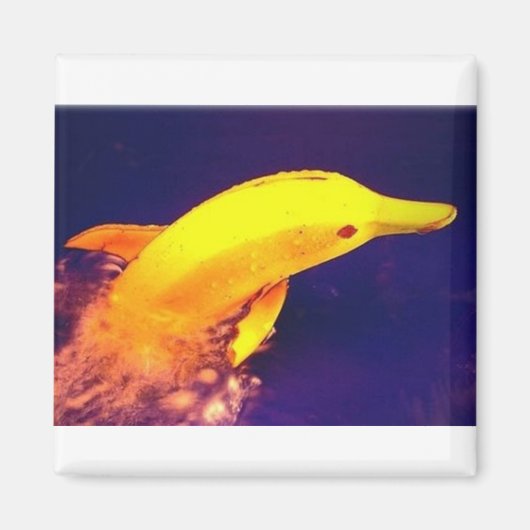 Aimant Banane dauphin (Devant)