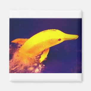 Aimant Banane de dauphin