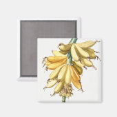 Aimant Bananes (Recto/Verso)