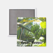 Aimant Bananier, Kauai, Hawaï (Recto/Verso)