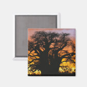 Aimant baobab africain, Adansonia digitata, (Recto/Verso)