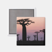 Aimant Baobab Alley', Madagascar, Morondava, Afrique, (Recto/Verso)