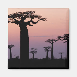 Aimant Baobab Alley', Madagascar, Morondava, Afrique,