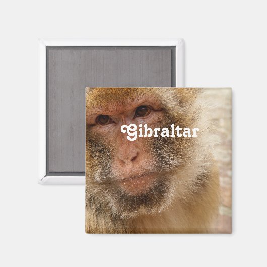 Aimant Barbarie Macaques (Recto/Verso)