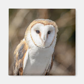 Aimant Barn Owl (Devant)